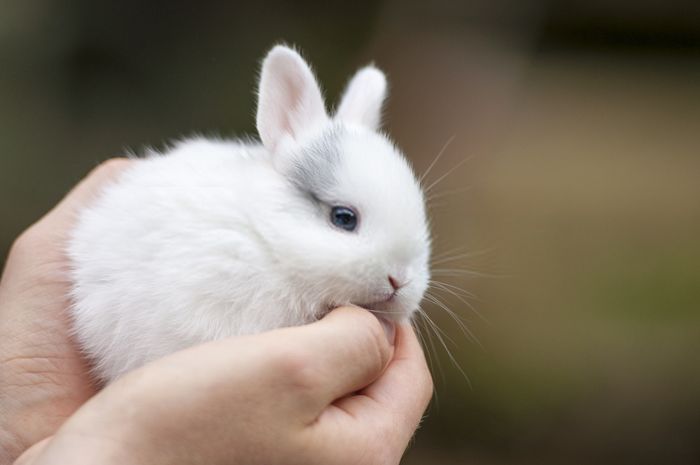 coniglio nano tutto quello che devi sapere